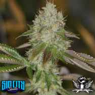 SinCity Seeds Nightmare Line Alien Nightmare