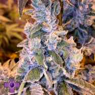 Gage Green Seeds Impressions