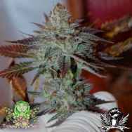 Trichome Jungle Seeds Lurry Smurf