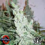 Underground Originals Seeds No Name