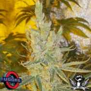 Underground Originals Seeds Smellyberry