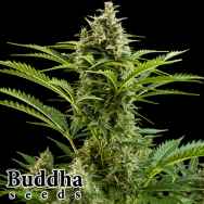 Buddha Seeds Vesta Autoflowering