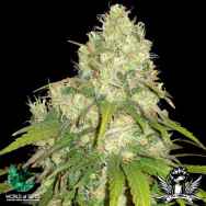 World of Seeds Medical Collection Afghan Kush x Yumbolt