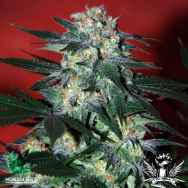 World of Seeds Diamond Line Delirium