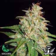 World of Seeds Medical Collection Mazar x White Rhino