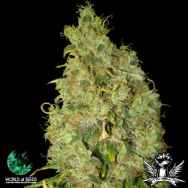 World of Seeds Medical Collection Northern Lights x Skunk