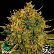 World of Seeds Medical Collection Northern Lights x Big Bud