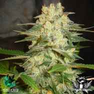 World of Seeds AUTO Collection Afghan Kush Ryder