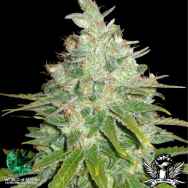 World of Seeds Medical Collection Afghan Kush x Black Domina