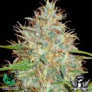 World of Seeds Medical Collection Afghan Kush x Skunk