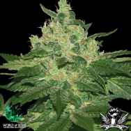 World of Seeds Pure Origin Collection Afghan Kush