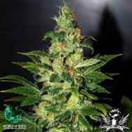 World of Seeds Legend Collection Chronic Haze