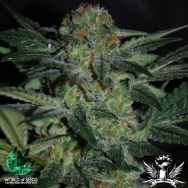 World of Seeds Diamond Line High Tension