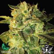 World of Seeds AUTO Collection Sugar Mango Ryder