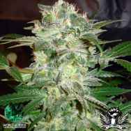 World of Seeds Legend Collection Mazar Kush