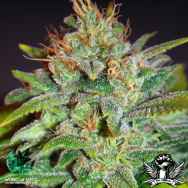 World of Seeds Legend Collection Skunk 47