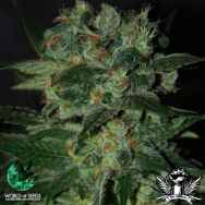 World of Seeds Diamond Line Stoned Immaculate