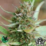 World of Seeds Legend Collection Strawberry Blue