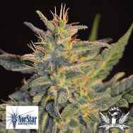 NorStar Genetics Seeds Goo-Che