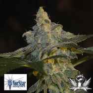 NorStar Genetics Seeds Darkwood