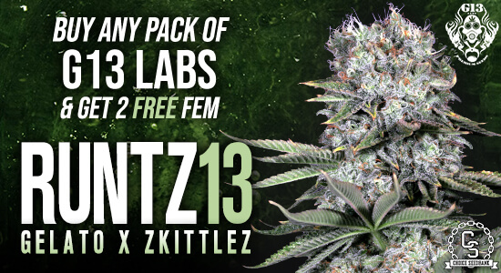 G13 Labs Seeds Promotion at The Choice Seed Bank