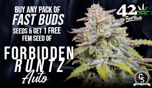 FastBuds Seeds Promotion at The Choice Seed Bank