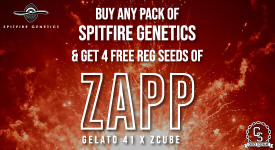 Spitfire Genetics Promotion at The Choice Seed Bank