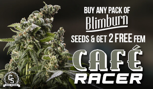 Blimburn Seeds Promotion at The Choice Seed Bank