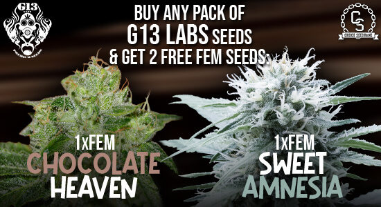 G13 Labs Seeds Promotion at The Choice Seed Bank