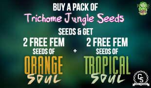 Trichome Jungle Seeds Promotion at The Choice Seed Bank