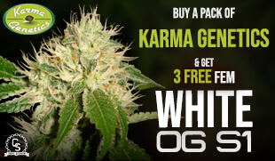 Karma Genetics Promotion at The Choice Seed Bank